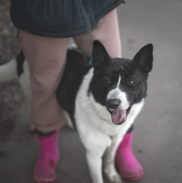 Собаки в добрые руки - Пиксель - 1