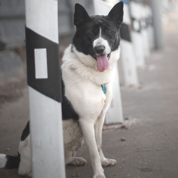Собаки в добрые руки - Пиксель - 2