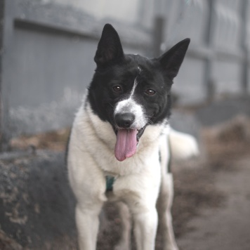 Собаки в добрые руки - Пиксель - 3