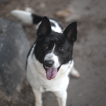 Собаки в добрые руки - Пиксель - 4