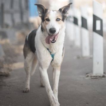 Собаки в добрые руки - Твич