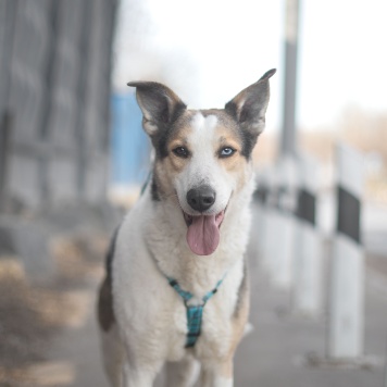 Собаки в добрые руки - Твич - 1