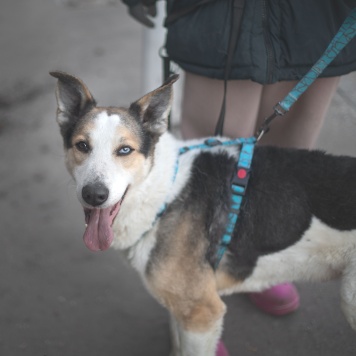 Собаки в добрые руки - Твич - 2