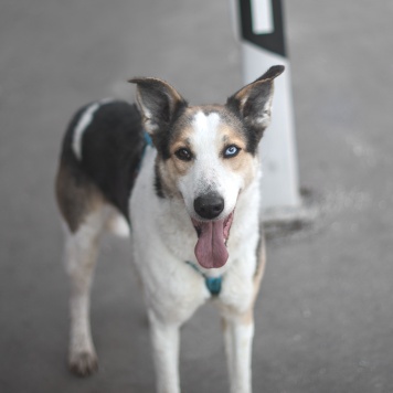 Собаки в добрые руки - Твич - 3