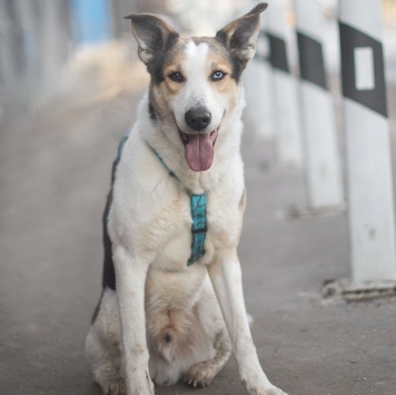 Собаки в добрые руки - Твич - 4