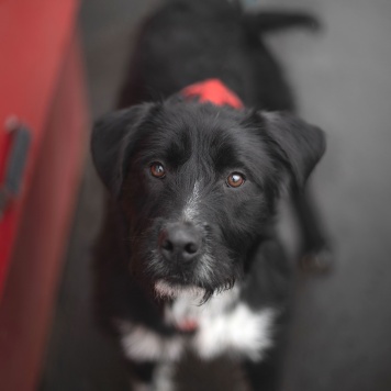 Собаки в добрые руки - Тюльпан