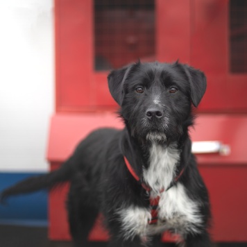 Собаки в добрые руки - Тюльпан - 1