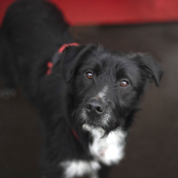 Собаки в добрые руки - Тюльпан - 2