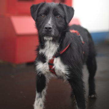 Собаки в добрые руки - Тюльпан - 3