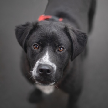 Собаки в добрые руки - Люпин