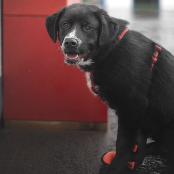 Собаки в добрые руки - Люпин - 1