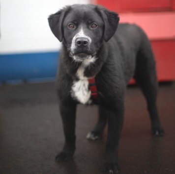 Собаки в добрые руки - Люпин - 2