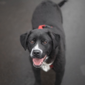 Собаки в добрые руки - Люпин - 3