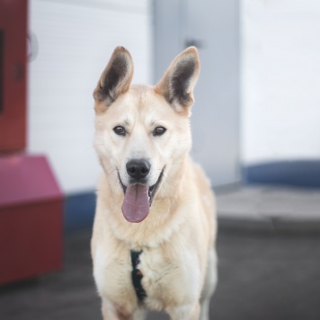 Собаки в добрые руки - Омлет