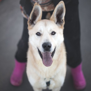 Собаки в добрые руки - Омлет - 1