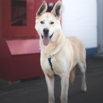 Собаки в добрые руки - Омлет - 2