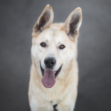 Собаки в добрые руки - Омлет - 3