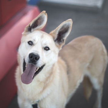 Собаки в добрые руки - Омлет - 4