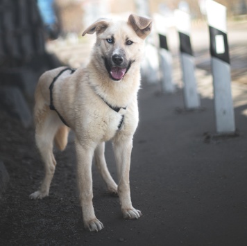 Собаки в добрые руки - Пикми