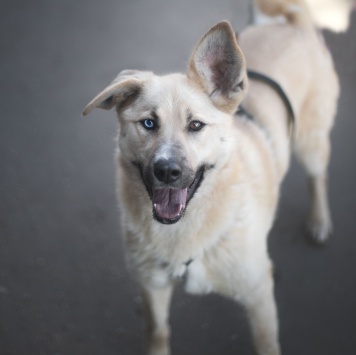 Собаки в добрые руки - Пикми - 1