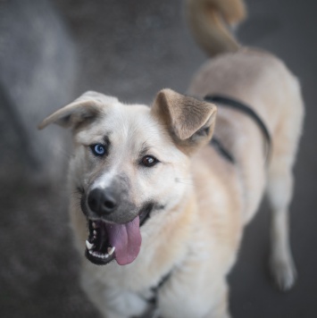 Собаки в добрые руки - Пикми - 2