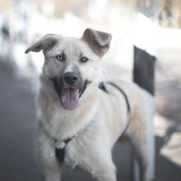 Собаки в добрые руки - Пикми - 3