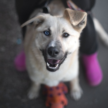 Собаки в добрые руки - Пикми - 4