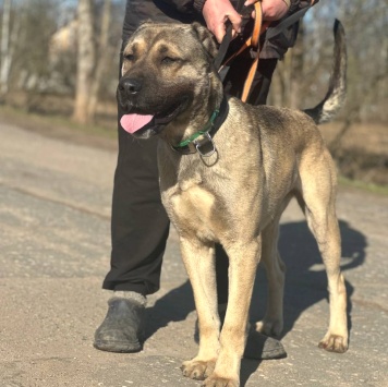Собаки в добрые руки - Пока нет