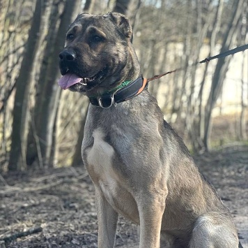 Собаки в добрые руки - Пока нет - 2