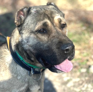 Собаки в добрые руки - Пока нет - 3