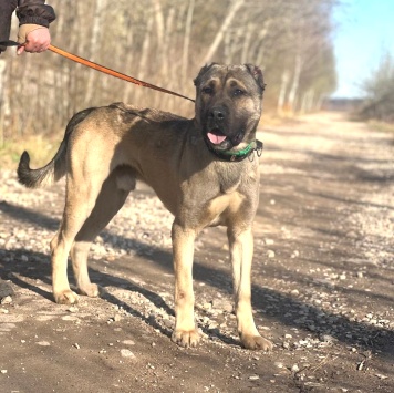 Собаки в добрые руки - Пока нет - 4