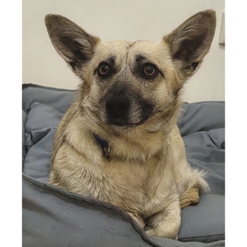 Собаки в добрые руки - Луняша