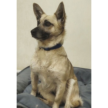 Собаки в добрые руки - Луняша - 1