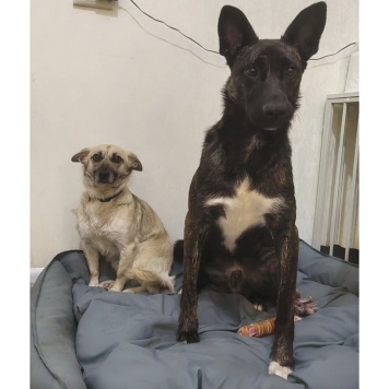 Собаки в добрые руки - Луняша - 2