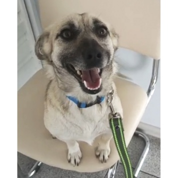 Собаки в добрые руки - Луняша - 3