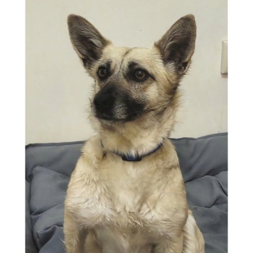 Собаки в добрые руки - Луняша - 4