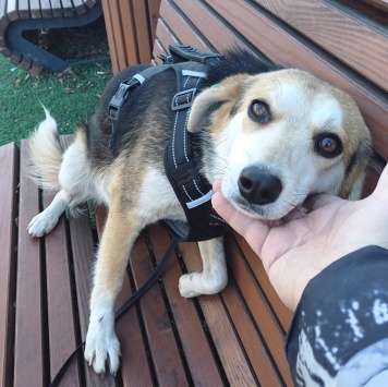 Собаки в добрые руки - Лика