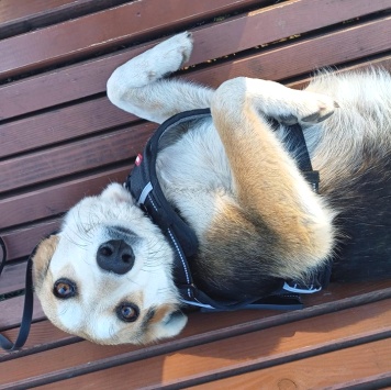 Собаки в добрые руки - Лика - 1