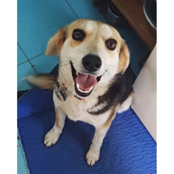 Собаки в добрые руки - Лика - 2