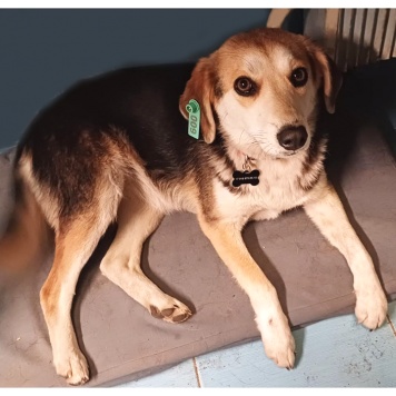 Собаки в добрые руки - Лика - 3