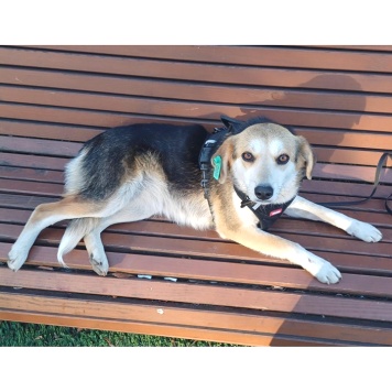 Собаки в добрые руки - Лика - 4