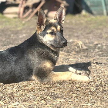 Манюня - Собаки в добрые руки