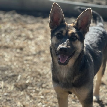 Собаки в добрые руки - Манюня - 1