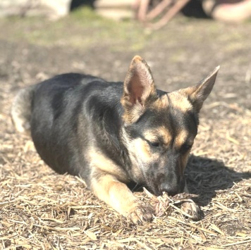 Собаки в добрые руки - Манюня - 2