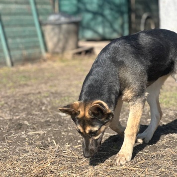 Собаки в добрые руки - Манюня - 3