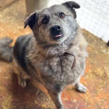 Собаки в добрые руки - Сеньора