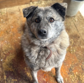 Собаки в добрые руки - Сеньора - 1