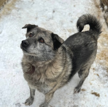 Собаки в добрые руки - Сеньора - 2