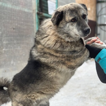 Собаки в добрые руки - Сеньора - 3
