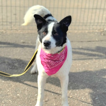 Собаки в добрые руки - Флекса